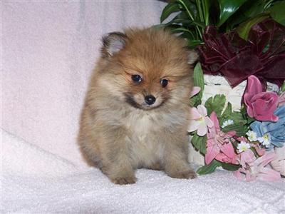 Puppies in NE